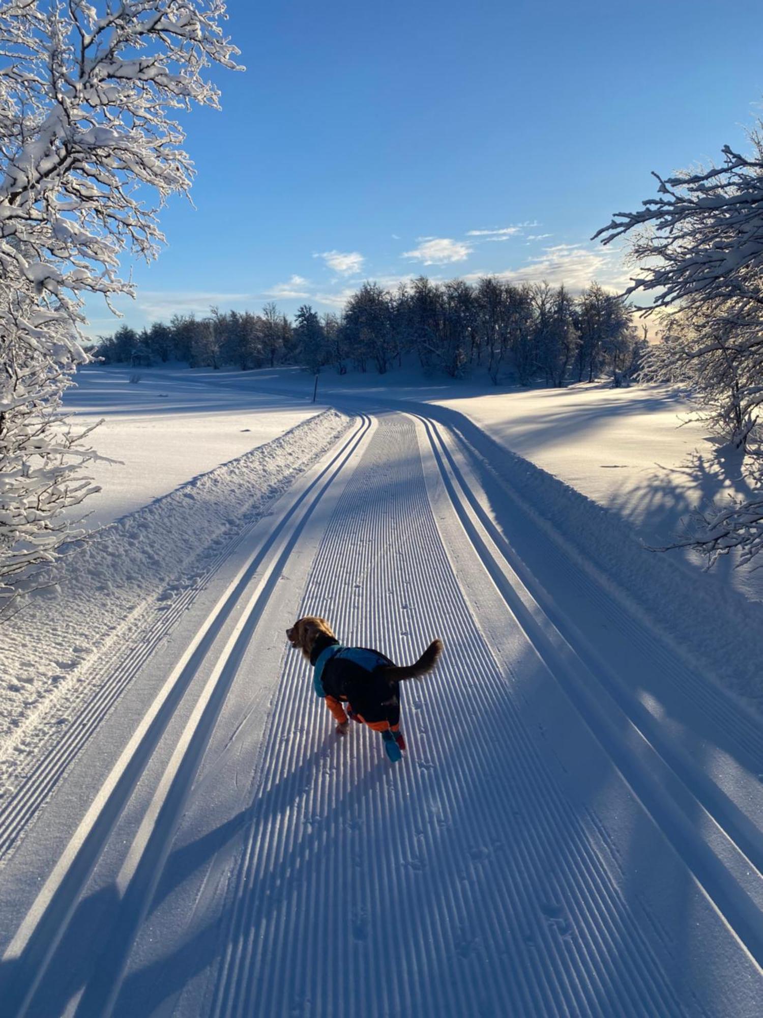 Koselig Familiehytte Pa Vakre Dagali - Naer Geilo Exterior photo